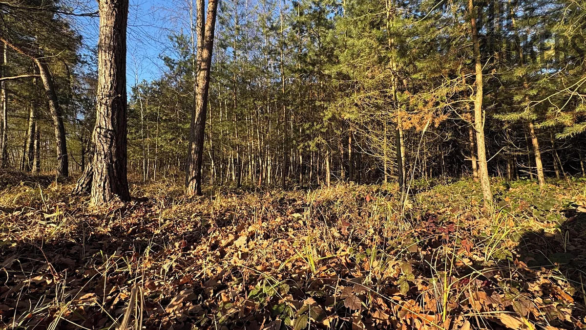 Prodej lesa 8225 m²